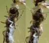 Cyclosa sp.